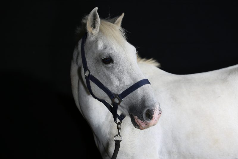 Cheval Jura bernois, Suisse Switzerland